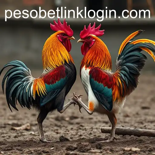 The Controversial World of Cockfighting and the Rise of Pesobet Link Login